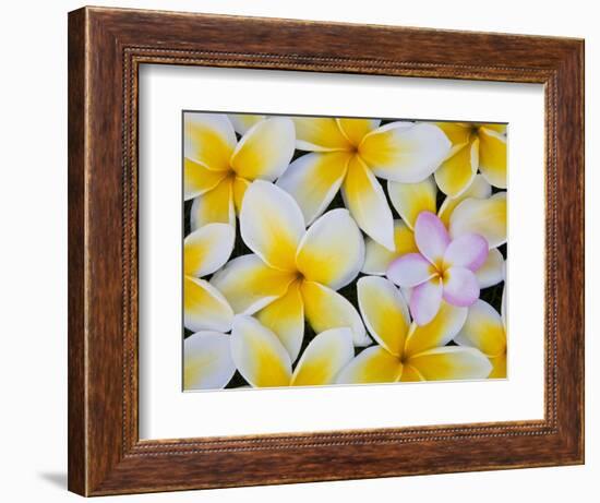 Frangipani Flowers-Darrell Gulin-Framed Photographic Print
