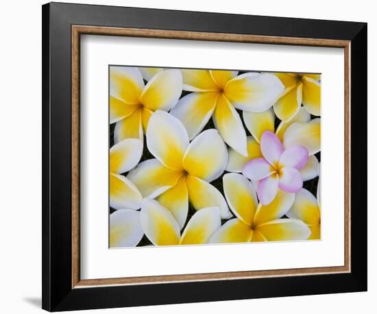 Frangipani Flowers-Darrell Gulin-Framed Photographic Print