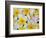 Frangipani Flowers-Darrell Gulin-Framed Photographic Print