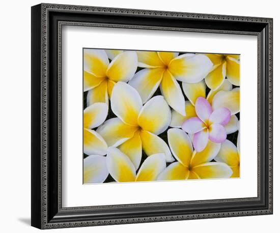 Frangipani Flowers-Darrell Gulin-Framed Photographic Print