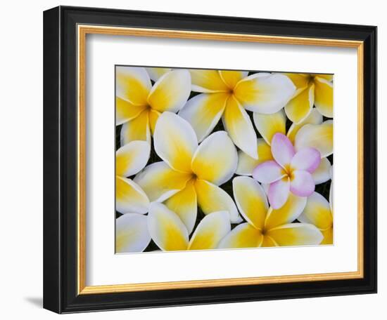 Frangipani Flowers-Darrell Gulin-Framed Photographic Print