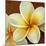 Frangipani I-Clunia-Mounted Art Print