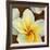 Frangipani II-Clunia-Framed Art Print