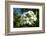 Frangipani, Saipan, Northern Marianas, Central Pacific-Michael Runkel-Framed Photographic Print