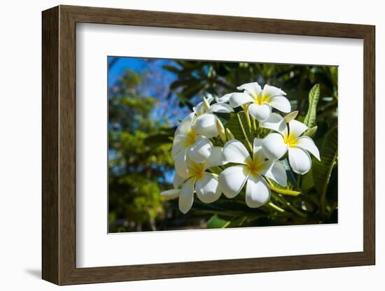 Frangipani, Saipan, Northern Marianas, Central Pacific-Michael Runkel-Framed Photographic Print