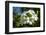 Frangipani, Saipan, Northern Marianas, Central Pacific-Michael Runkel-Framed Photographic Print