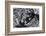 Frangipani Tree-Gloria Salgado Gispert-Framed Photographic Print