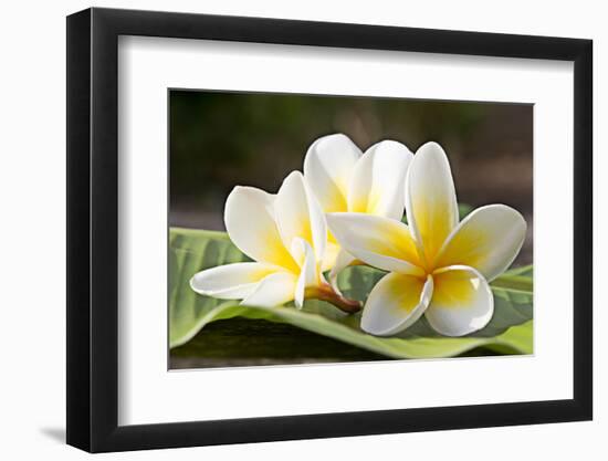 Frangipani Tropical Flowers, Plumeria Flowers Fresh-worawut2524-Framed Photographic Print