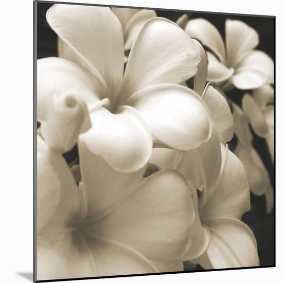 Frangipani Twilight I-Tony Koukos-Mounted Giclee Print