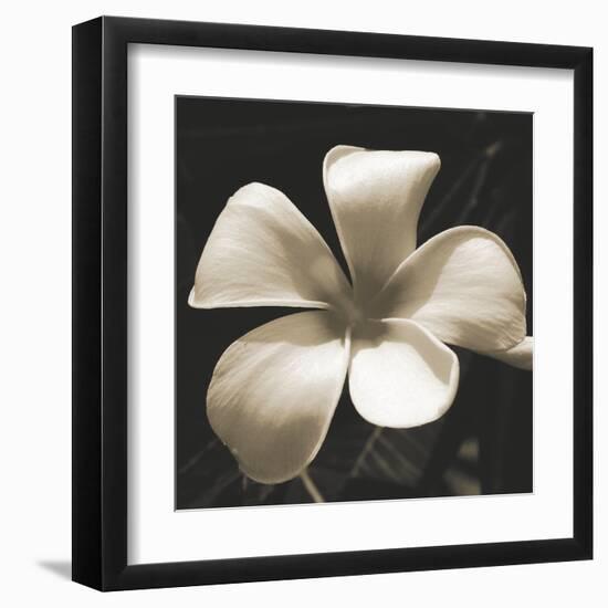 Frangipani Twilight II-Tony Koukos-Framed Giclee Print