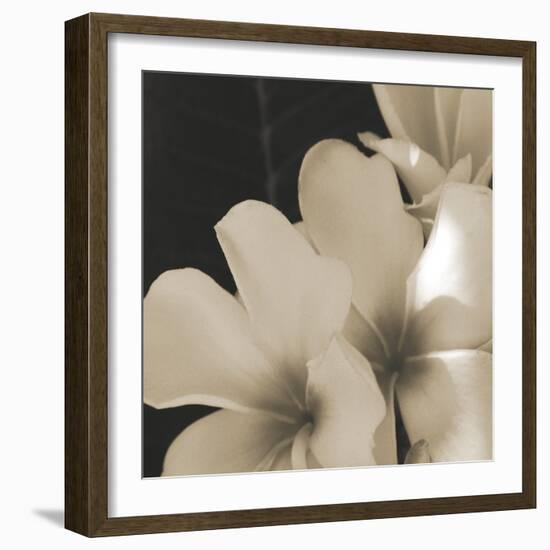 Frangipani Twilight III-Tony Koukos-Framed Giclee Print