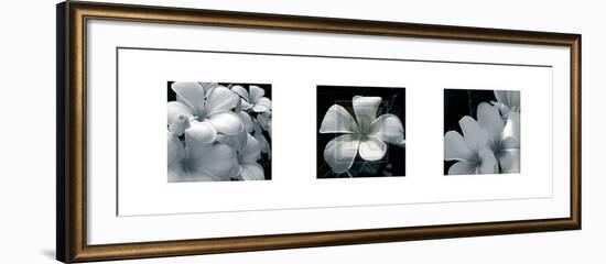 Frangipani-Tony Koukos-Framed Art Print