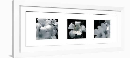 Frangipani-Tony Koukos-Framed Art Print