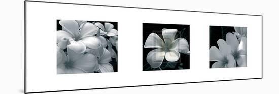 Frangipani-Tony Koukos-Mounted Art Print