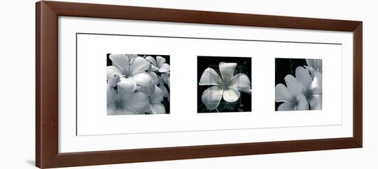 Frangipani-Tony Koukos-Framed Art Print