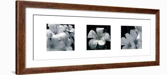 Frangipani-Tony Koukos-Framed Art Print