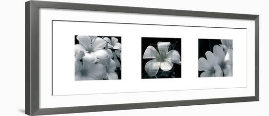 Frangipani-Tony Koukos-Framed Art Print