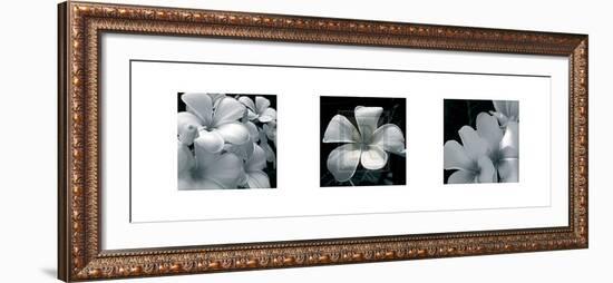 Frangipani-Tony Koukos-Framed Art Print