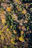 Autumn Wood, Aerial Shots, Bavaria, Germany-Frank Fleischmann-Photographic Print