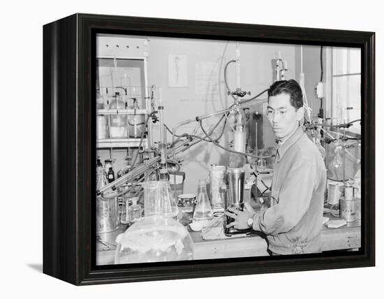 Frank Hirosama in laboratory at Manzanar, 1943-Ansel Adams-Framed Premier Image Canvas