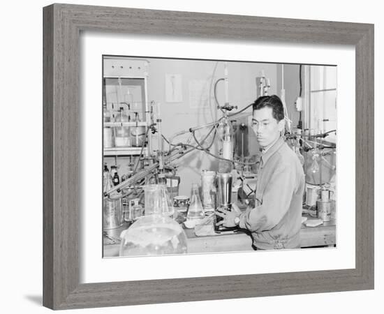 Frank Hirosama in laboratory at Manzanar, 1943-Ansel Adams-Framed Photographic Print