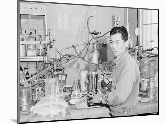 Frank Hirosama in laboratory at Manzanar, 1943-Ansel Adams-Mounted Photographic Print