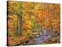Beech forest in autumn, Kassel, Germany-Frank Krahmer-Stretched Canvas