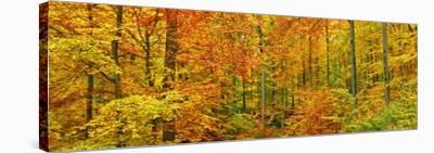 Beech forest in autumn, Kassel, Germany-Frank Krahmer-Stretched Canvas