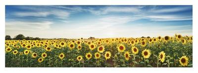 Sunflower field, Plateau Valensole, Provence, France-Frank Krahmer-Giclee Print
