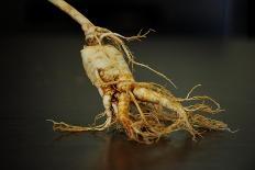 Ginseng Is Any One of Eleven Species of Slow-Growing Perennial Plants with Fleshy Roots-Frank May-Framed Stretched Canvas