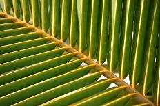 Leaf of a Palm Tree at a Beach on the Caribbean Island of Grenada-Frank May-Photo