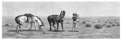 Rounding Up a Straggler on a Cattle Run, Australia, 1886-Frank P Mahony-Giclee Print