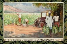 Tobacco Plantation in Nyasaland, from the Series 'Smoke Empire Tobacco', 1928-Frank Pape-Mounted Giclee Print