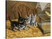 Stretched Canvas Print