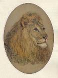 Lions Head, c1896-Frank Paton-Giclee Print