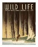 Wild Life; The National Parks Preserve All Life, ca. 1936-1940-Frank S. Nicholson-Framed Art Print