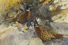 Cock Pheasants under a Beech Tree-Frank Southgate-Framed Premier Image Canvas