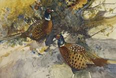 Cock Pheasants under a Beech Tree-Frank Southgate-Framed Premier Image Canvas
