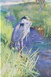 Common Tern, Illustration from 'Wildfowl and Waders'-Frank Southgate-Giclee Print
