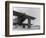 Frank Stanton with Dog and Cat on Airplane Photograph-Lantern Press-Framed Art Print