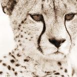 Cheetah Pattern-Frank & Susann Parker-Art Print