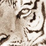 Zebra Pattern-Frank & Susann Parker-Art Print