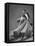 Frank Veloz and Yolanda Casazza, Husband and Wife, Top U.S. Ballroom Dance Team Performing-Gjon Mili-Framed Premier Image Canvas