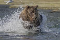 USA, Alaska, Katmai National Park. Grizzly Bear chasing salmon.-Frank Zurey-Framed Photographic Print