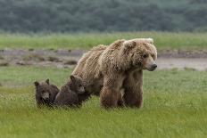 USA, Alaska, Katmai National Park, Kukak Bay. Coastal Brown Bear portrait-Frank Zurey-Photographic Print