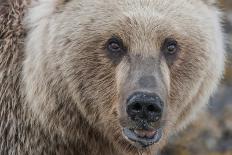 USA, Alaska, Katmai National Park. Grizzly Bear chasing salmon.-Frank Zurey-Photographic Print