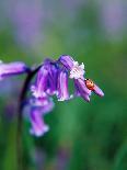 A Lady Bird on a Bluebell Plant-Frankie Angel-Mounted Photographic Print
