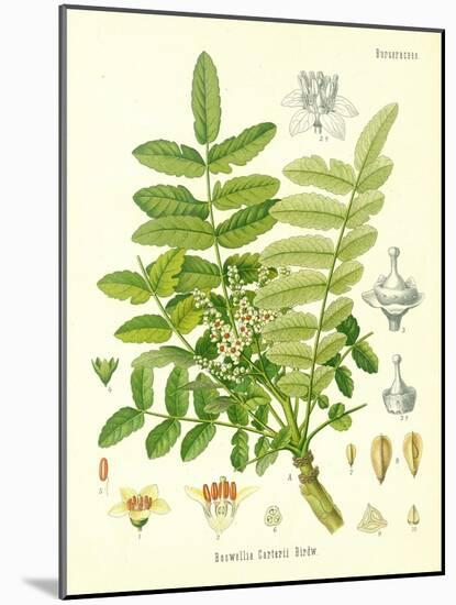 Frankincense, Illustration from 'Koehler's Medicinal Plants', Published in 1887-German School-Mounted Giclee Print