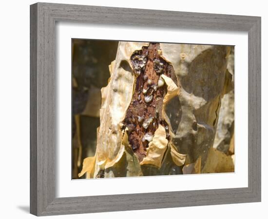 Frankincense, the Resin Seeping Out into a Cut in the Tree's Bark, Dhofar Mountains, Salalah-Tony Waltham-Framed Photographic Print