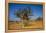 Frankincense Trees (Boswellia Elongata), Homil Protected Area, Island of Socotra-Michael Runkel-Framed Premier Image Canvas